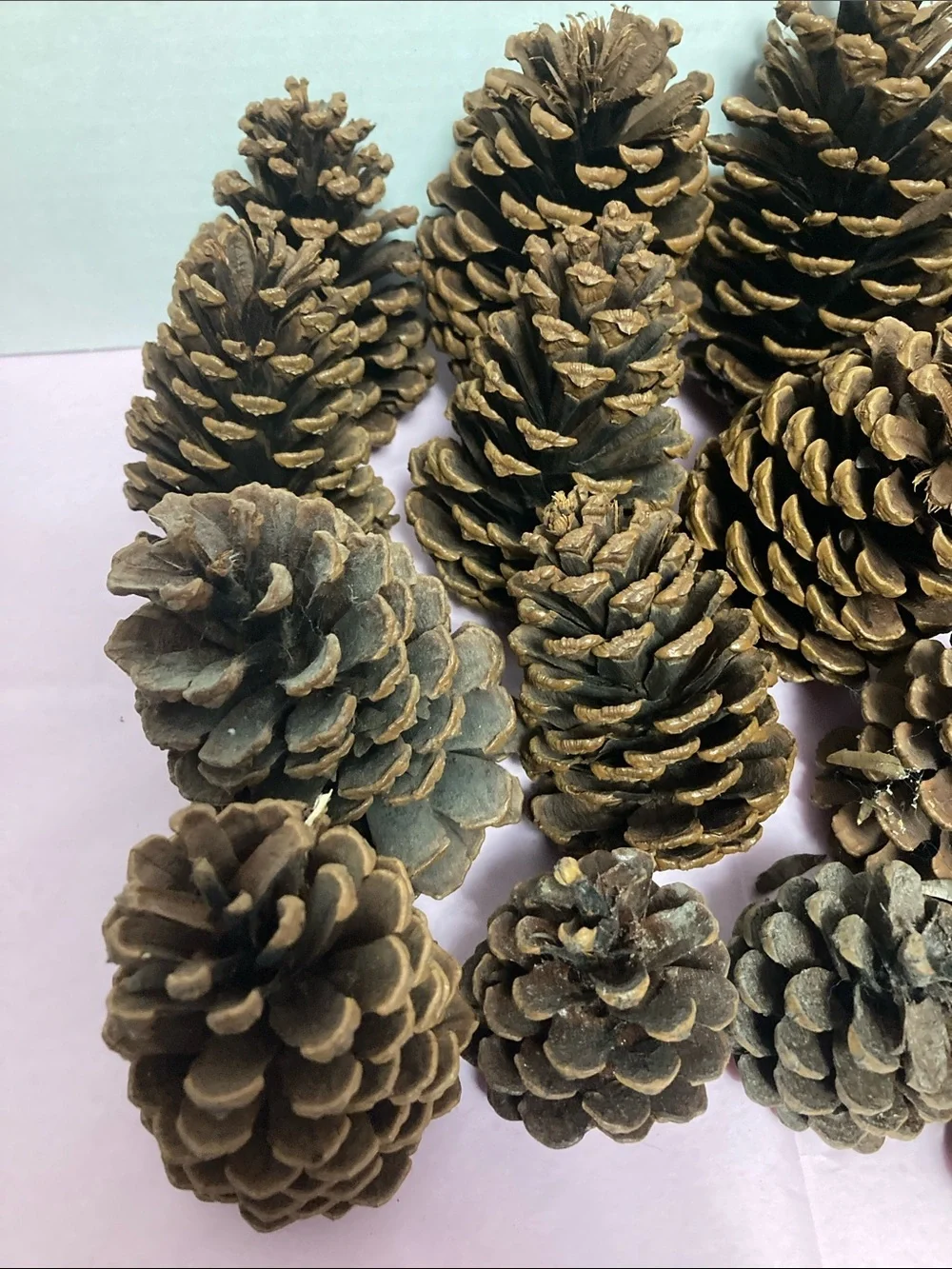 Lot of 20 real pine cones various sizes decorative crafting